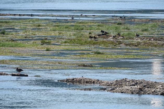 Teppiche von Wasserpflanzen überziehen weite Teile des Rheins, hier bei Lorch. Das Niedrigwasser und die hohen Temperaturen begünstigen das Wachstum der Wasserpflanzen. Niedrgwasser am Rhein *** Carpets of aquatic plants cover large sections of the Rhine, here near Lorch. Low water levels and high temperatures are promoting the growth of aquatic plants. Low water levels on the Rhine DSC05157.jpg