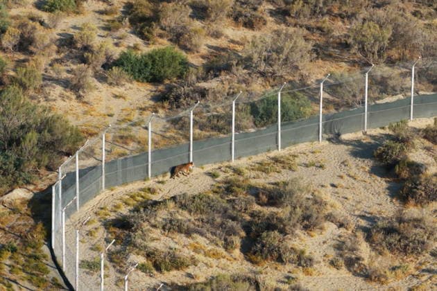 KAZAKHSTAN, ALMATY REGION - AUGUST 3, 2026: The Amur Tiger Centre releases an adult female Siberian tiger named Ymit into the Ile-Balkhash State Nature Reserve as part of a joint programme with Russia to repopulate the area with tigers, a species declared extinct in these parts decades ago. Amur Tiger Centre TASS  95754662