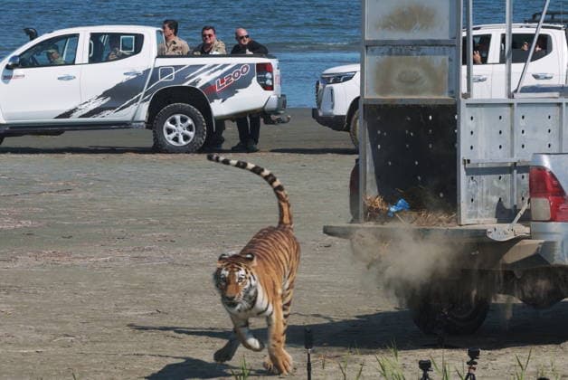 KAZAKHSTAN, ALMATY REGION - AUGUST 3, 2026: The releases an adult female Siberian tiger named Ymit into the Ile-Balkhash State Nature Reserve as part of a joint programme with Russia to repopulate the area with tigers, a species declared extinct in these parts decades ago Kazakhstan  - ZUMAt113 20260803_zaa_t113_072 Copyright: xAmurxTigerxCentrex