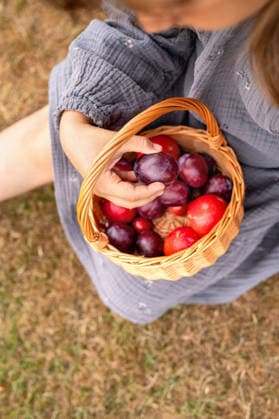 Girl holding ripe plum above harvest basket Corby, England, United Kingdom R_JNDO260730-2089799-01 ,model released, Symbolfoto ,property released