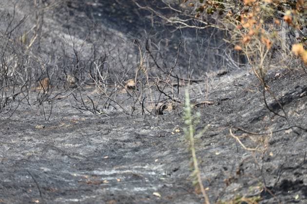 The scene of a brush fire along the E25 highway in Bastogne, on Monday 03 August 2026. A major brush fire broke out Monday morning in the municipality of Bastogne, near the Withimont highway rest area.  JULIENxWARNAND 182682019