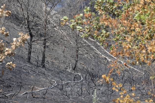 The scene of a brush fire along the E25 highway in Bastogne, on Monday 03 August 2026. A major brush fire broke out Monday morning in the municipality of Bastogne, near the Withimont highway rest area.  JULIENxWARNAND 182682041