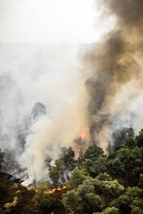 OOSTRUM - A very large fire is raging in the De Rosmolen nature reserve, according to the Limburg-Noord safety region. Due to dry conditions, the fire was able to spread rapidly. ROB ENGELAAR ANP netherlands out - belgium out  Copyright: xx x564813654x originalFilename: 564813654.jpg