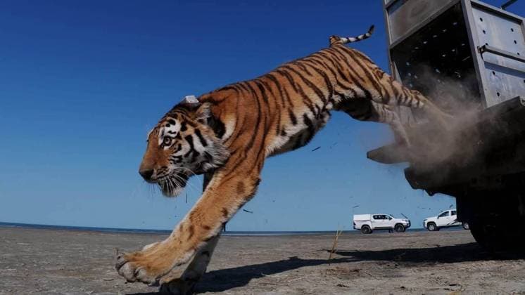 First Amur tiger given by Russia to Kazakhstan released into its natural habitat ALMATY, KAZAKHSTAN - AUGUST 03: (----EDITORIAL USE ONLY - MANDATORY CREDIT - KAZAKH MINISTRY OF ENVIRONMENT HANDOUT - NO MARKETING NO ADVERTISING CAMPAIGNS - DISTRIBUTED AS A SERVICE TO CLIENTS----) At the Ile-Balkhash Nature Reserve in the Almaty region, an adult female Amur tiger named Umit, the first of four Amur (Siberian) tigers which were handed over by Russia to Kazakhstan, is released into its natural habitat in Almaty, Kazakhstan on August 03, 2026. Kazakh Ministry of Environment Handout Anadolu Almaty Kazakhstan. Editorial use only. Please get in touch for any other usage.  Copyright: x2026xAnadoluxKazakhxMinistryxofxEnvironmentx xHandoutx