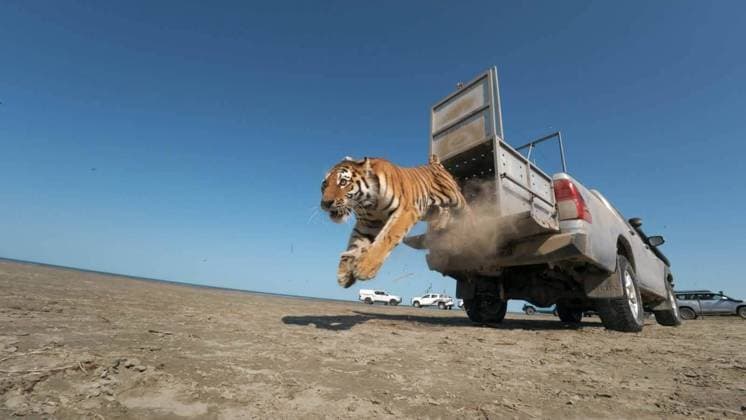 First Amur tiger given by Russia to Kazakhstan released into its natural habitat ALMATY, KAZAKHSTAN - AUGUST 03: (----EDITORIAL USE ONLY - MANDATORY CREDIT - KAZAKH MINISTRY OF ENVIRONMENT HANDOUT - NO MARKETING NO ADVERTISING CAMPAIGNS - DISTRIBUTED AS A SERVICE TO CLIENTS----) At the Ile-Balkhash Nature Reserve in the Almaty region, an adult female Amur tiger named Umit, the first of four Amur (Siberian) tigers which were handed over by Russia to Kazakhstan, is released into its natural habitat in Almaty, Kazakhstan on August 03, 2026. Kazakh Ministry of Environment Handout Anadolu Almaty Kazakhstan. Editorial use only. Please get in touch for any other usage.  Copyright: x2026xAnadoluxKazakhxMinistryxofxEnvironmentx xHandoutx