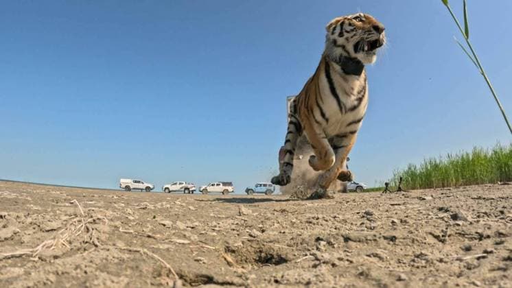 First Amur tiger given by Russia to Kazakhstan released into its natural habitat ALMATY, KAZAKHSTAN - AUGUST 03: (----EDITORIAL USE ONLY - MANDATORY CREDIT - KAZAKH MINISTRY OF ENVIRONMENT HANDOUT - NO MARKETING NO ADVERTISING CAMPAIGNS - DISTRIBUTED AS A SERVICE TO CLIENTS----) At the Ile-Balkhash Nature Reserve in the Almaty region, an adult female Amur tiger named Umit, the first of four Amur (Siberian) tigers which were handed over by Russia to Kazakhstan, is released into its natural habitat in Almaty, Kazakhstan on August 03, 2026. Kazakh Ministry of Environment Handout Anadolu Almaty Kazakhstan. Editorial use only. Please get in touch for any other usage.  Copyright: x2026xAnadoluxKazakhxMinistryxofxEnvironmentx xHandoutx