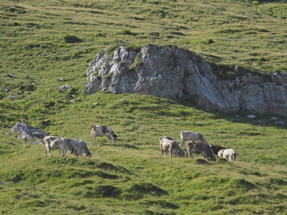 04.08.2026 Schweiz Lanwirtschaft,Trockenheit .Die Schweiz trocknet aus. Bild ,Alpkuehe auf der suche nach Futter, *** August 4, 2026 Switzerland Agriculture, Drought Switzerland is drying up. Photo: Alpine cows searching for food, 