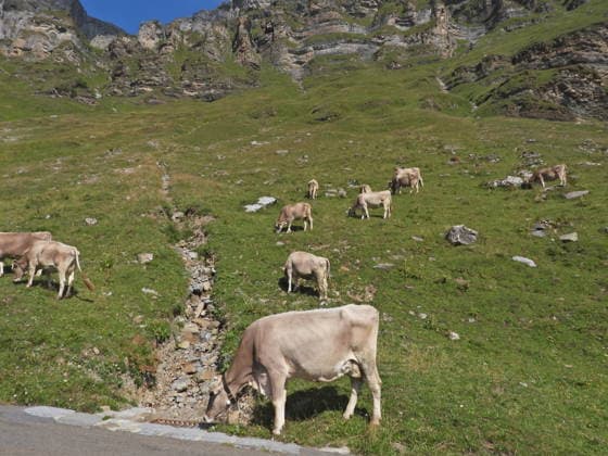 04.08.2026 Schweiz Lanwirtschaft,Trockenheit .Die Schweiz trocknet aus. Bild ,Alpkuehe auf der suche nach Futter, Bergbach ist ausgetrocknet, *** August 4, 2026 Switzerland Agriculture, Drought Switzerland is drying up. Photo: Alpine cows searching for food; a mountain stream has dried up, 