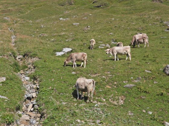 04.08.2026 Schweiz Lanwirtschaft,Trockenheit .Die Schweiz trocknet aus. Bild ,Alpkuehe auf der suche nach Futter, Bergbach ist ausgetrocknet, *** August 4, 2026 Switzerland Agriculture, Drought Switzerland is drying up. Photo: Alpine cows searching for food; a mountain stream has dried up, 
