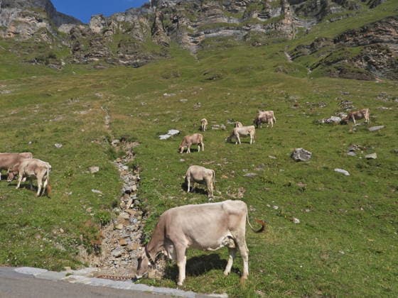 04.08.2026 Schweiz Lanwirtschaft,Trockenheit .Die Schweiz trocknet aus. Bild ,Alpkuehe auf der suche nach Futter, Bergbach ist ausgetrocknet, *** August 4, 2026 Switzerland Agriculture, Drought Switzerland is drying up. Photo: Alpine cows searching for food; a mountain stream has dried up, 