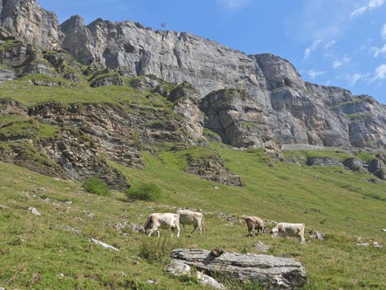 04.08.2026 Schweiz Lanwirtschaft,Trockenheit .Die Schweiz trocknet aus. Bild ,Alpkuehe auf der suche nach Futter, Bergbach ist ausgetrocknet, *** August 4, 2026 Switzerland Agriculture, Drought Switzerland is drying up. Photo: Alpine cows searching for food; a mountain stream has dried up, 
