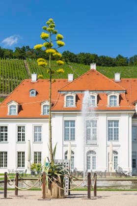 Ein seltenes Naturschauspiel ist momentan am Schloss Wackerbarth zu sehen. Eine Agave hat einen etwa 7m hohen Blütenstand und zieht mit ihren Blüten viele Insekten an. Radebeul, Sachsen, Deutschland *** A rare natural spectacle can currently be seen at Wackerbarth Castle. An agave has an inflorescence about 7 meters high, and its flowers are attracting many insects. Radebeul, Saxony, Germany