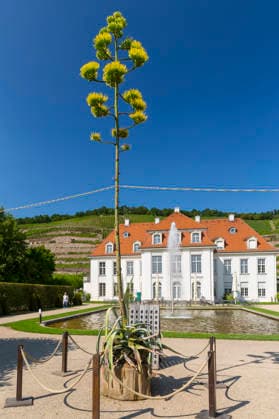 Ein seltenes Naturschauspiel ist momentan am Schloss Wackerbarth zu sehen. Eine Agave hat einen etwa 7m hohen Blütenstand und zieht mit ihren Blüten viele Insekten an. Radebeul, Sachsen, Deutschland *** A rare natural spectacle can currently be seen at Wackerbarth Castle. An agave has an inflorescence about 7 meters high, and its flowers are attracting many insects. Radebeul, Saxony, Germany