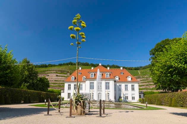 Ein seltenes Naturschauspiel ist momentan am Schloss Wackerbarth zu sehen. Eine Agave hat einen etwa 7m hohen Blütenstand und zieht mit ihren Blüten viele Insekten an. Radebeul, Sachsen, Deutschland *** A rare natural spectacle can currently be seen at Wackerbarth Castle. An agave has an inflorescence about 7 meters high, and its flowers are attracting many insects. Radebeul, Saxony, Germany