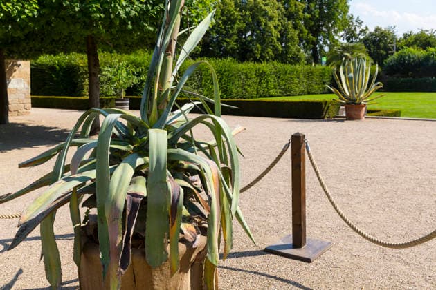 Ein seltenes Naturschauspiel ist momentan am Schloss Wackerbarth zu sehen. Eine Agave hat einen etwa 7m hohen Blütenstand und zieht mit ihren Blüten viele Insekten an. Radebeul, Sachsen, Deutschland *** A rare natural spectacle can currently be seen at Wackerbarth Castle. An agave has an inflorescence about 7 meters high, and its flowers are attracting many insects. Radebeul, Saxony, Germany