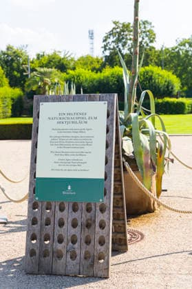Ein seltenes Naturschauspiel ist momentan am Schloss Wackerbarth zu sehen. Eine Agave hat einen etwa 7m hohen Blütenstand und zieht mit ihren Blüten viele Insekten an. Radebeul, Sachsen, Deutschland *** A rare natural spectacle can currently be seen at Wackerbarth Castle. An agave has an inflorescence about 7 meters high, and its flowers are attracting many insects. Radebeul, Saxony, Germany