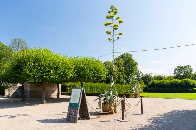 Ein seltenes Naturschauspiel ist momentan am Schloss Wackerbarth zu sehen. Eine Agave hat einen etwa 7m hohen Blütenstand und zieht mit ihren Blüten viele Insekten an. Radebeul, Sachsen, Deutschland *** A rare natural spectacle can currently be seen at Wackerbarth Castle. An agave has an inflorescence about 7 meters high, and its flowers are attracting many insects. Radebeul, Saxony, Germany