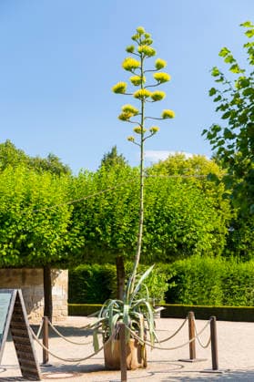 Ein seltenes Naturschauspiel ist momentan am Schloss Wackerbarth zu sehen. Eine Agave hat einen etwa 7m hohen Blütenstand und zieht mit ihren Blüten viele Insekten an. Radebeul, Sachsen, Deutschland *** A rare natural spectacle can currently be seen at Wackerbarth Castle. An agave has an inflorescence about 7 meters high, and its flowers are attracting many insects. Radebeul, Saxony, Germany