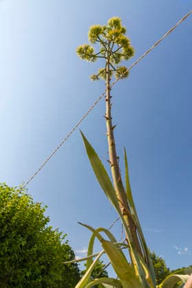 Ein seltenes Naturschauspiel ist momentan am Schloss Wackerbarth zu sehen. Eine Agave hat einen etwa 7m hohen Blütenstand und zieht mit ihren Blüten viele Insekten an. Radebeul, Sachsen, Deutschland *** A rare natural spectacle can currently be seen at Wackerbarth Castle. An agave has an inflorescence about 7 meters high, and its flowers are attracting many insects. Radebeul, Saxony, Germany