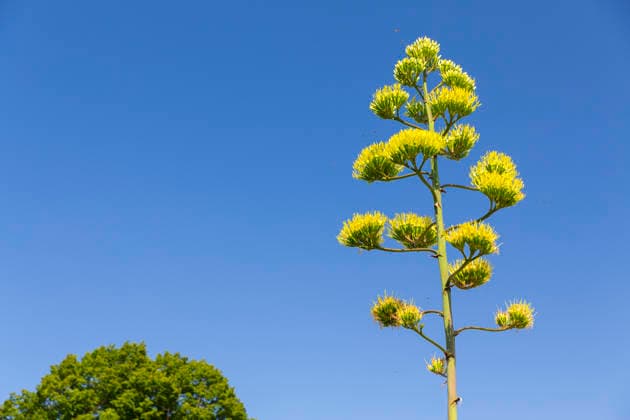 Ein seltenes Naturschauspiel ist momentan am Schloss Wackerbarth zu sehen. Eine Agave hat einen etwa 7m hohen Blütenstand und zieht mit ihren Blüten viele Insekten an. Radebeul, Sachsen, Deutschland *** A rare natural spectacle can currently be seen at Wackerbarth Castle. An agave has an inflorescence about 7 meters high, and its flowers are attracting many insects. Radebeul, Saxony, Germany