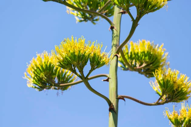 Ein seltenes Naturschauspiel ist momentan am Schloss Wackerbarth zu sehen. Eine Agave hat einen etwa 7m hohen Blütenstand und zieht mit ihren Blüten viele Insekten an. Radebeul, Sachsen, Deutschland *** A rare natural spectacle can currently be seen at Wackerbarth Castle. An agave has an inflorescence about 7 meters high, and its flowers are attracting many insects. Radebeul, Saxony, Germany