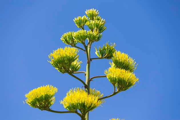 Ein seltenes Naturschauspiel ist momentan am Schloss Wackerbarth zu sehen. Eine Agave hat einen etwa 7m hohen Blütenstand und zieht mit ihren Blüten viele Insekten an. Radebeul, Sachsen, Deutschland *** A rare natural spectacle can currently be seen at Wackerbarth Castle. An agave has an inflorescence about 7 meters high, and its flowers are attracting many insects. Radebeul, Saxony, Germany