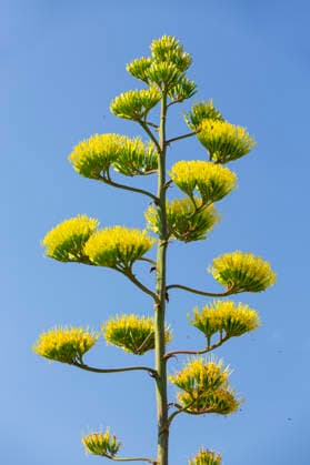 Ein seltenes Naturschauspiel ist momentan am Schloss Wackerbarth zu sehen. Eine Agave hat einen etwa 7m hohen Blütenstand und zieht mit ihren Blüten viele Insekten an. Radebeul, Sachsen, Deutschland *** A rare natural spectacle can currently be seen at Wackerbarth Castle. An agave has an inflorescence about 7 meters high, and its flowers are attracting many insects. Radebeul, Saxony, Germany