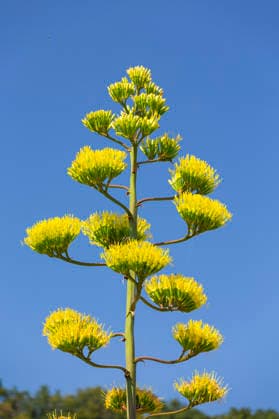 Ein seltenes Naturschauspiel ist momentan am Schloss Wackerbarth zu sehen. Eine Agave hat einen etwa 7m hohen Blütenstand und zieht mit ihren Blüten viele Insekten an. Radebeul, Sachsen, Deutschland *** A rare natural spectacle can currently be seen at Wackerbarth Castle. An agave has an inflorescence about 7 meters high, and its flowers are attracting many insects. Radebeul, Saxony, Germany