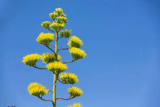 Ein seltenes Naturschauspiel ist momentan am Schloss Wackerbarth zu sehen. Eine Agave hat einen etwa 7m hohen Blütenstand und zieht mit ihren Blüten viele Insekten an. Radebeul, Sachsen, Deutschland *** A rare natural spectacle can currently be seen at Wackerbarth Castle. An agave has an inflorescence about 7 meters high, and its flowers are attracting many insects. Radebeul, Saxony, Germany
