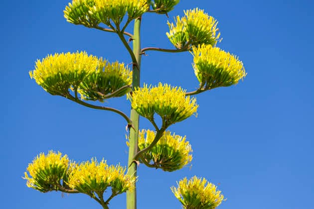 Ein seltenes Naturschauspiel ist momentan am Schloss Wackerbarth zu sehen. Eine Agave hat einen etwa 7m hohen Blütenstand und zieht mit ihren Blüten viele Insekten an. Radebeul, Sachsen, Deutschland *** A rare natural spectacle can currently be seen at Wackerbarth Castle. An agave has an inflorescence about 7 meters high, and its flowers are attracting many insects. Radebeul, Saxony, Germany