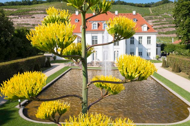 Ein seltenes Naturschauspiel ist momentan am Schloss Wackerbarth zu sehen. Eine Agave hat einen etwa 7m hohen Blütenstand und zieht mit ihren Blüten viele Insekten an. Radebeul, Sachsen, Deutschland *** A rare natural spectacle can currently be seen at Wackerbarth Castle. An agave has an inflorescence about 7 meters high, and its flowers are attracting many insects. Radebeul, Saxony, Germany