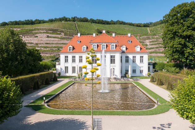 Ein seltenes Naturschauspiel ist momentan am Schloss Wackerbarth zu sehen. Eine Agave hat einen etwa 7m hohen Blütenstand und zieht mit ihren Blüten viele Insekten an. Radebeul, Sachsen, Deutschland *** A rare natural spectacle can currently be seen at Wackerbarth Castle. An agave has an inflorescence about 7 meters high, and its flowers are attracting many insects. Radebeul, Saxony, Germany