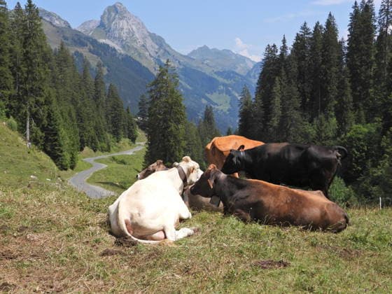 04.08.2026 Schweiz Lanwirtschaft,Trockenheit .Die Schweiz trocknet aus. Bild ,Alpkuehe aufeiner Alp im Bisisthal. *** August 4, 2026 Switzerland Agriculture, Drought Switzerland is drying up. Photo: Alpine cows on an alp in the Bisisthal valley 