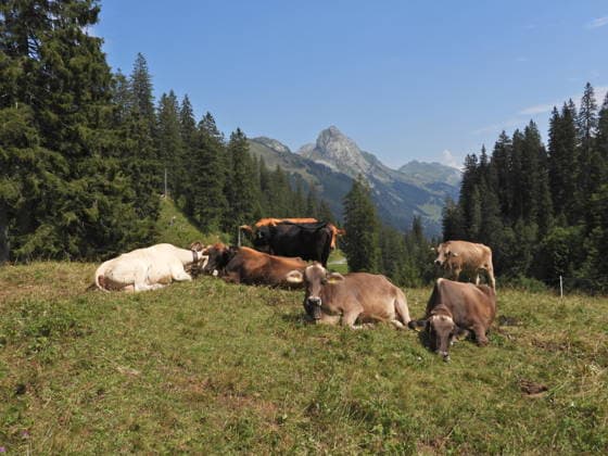04.08.2026 Schweiz Lanwirtschaft,Trockenheit .Die Schweiz trocknet aus. Bild ,Alpkuehe aufeiner Alp im Bisisthal. *** August 4, 2026 Switzerland Agriculture, Drought Switzerland is drying up. Photo: Alpine cows on an alp in the Bisisthal valley 