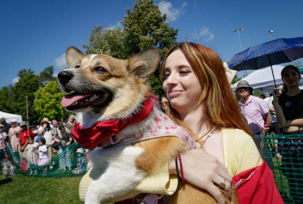 (260804) -- COQUITLAM, Aug. 4, 2026 -- A dog owner carries her corgi during the BC Fast & Furriest Races at Town Centre Park in Coquitlam, British Columbia, Canada, on Aug. 3, 2026. (Photo by Xinhua) CANADA-COQUITLAM-DOG RACES LiangxSen 