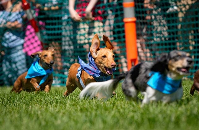 (260804) -- COQUITLAM, Aug. 4, 2026 -- Dachshunds compete during the BC Fast & Furriest Races at Town Centre Park in Coquitlam, British Columbia, Canada, on Aug. 3, 2026. (Photo by Xinhua) CANADA-COQUITLAM-DOG RACES LiangxSen 