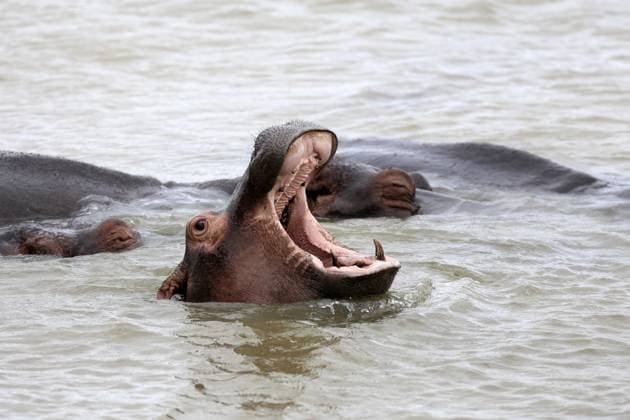 Flusspferd (Hippopotamus amphibius), adult, im Wasser, gähnend, drohend, Portrait, iSimangaliso Wetland Park, KwaZulu-Natal, Südafrika Hippopotamus (Hippopotamus amphibius), adult, in the water, yawning, menacing, portrait, iSimangaliso Wetland Park, KwaZulu-Natal, South Africa Copyright: imageBROKER Jürgenx&xChristinexS ibxsox18657750.jpg