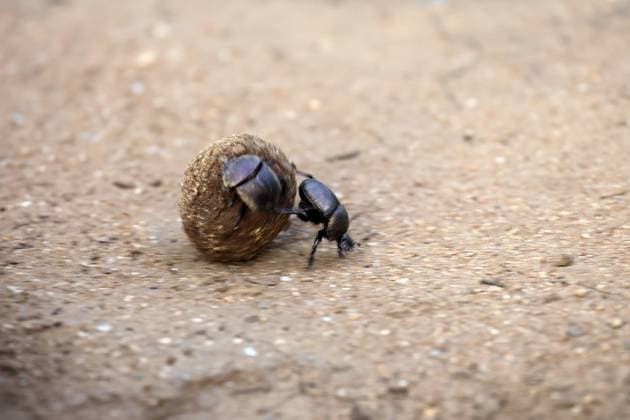 Creative Highlights World MistKäfer (Scarabaeus sacer), Heiliger Pillendreher, adult, zwei, Paar, rollen, Mistkugel, Elefantenmist, für Eiablage, Kruger Nationalpark, Krüger Nationalpark, Provinz Limpopo, Südafrika Dung beetle (Scarabaeus sacer), sacred dung beetle, adult, two, pairs, rolling, dung ball, elephant dung, for egg-laying, Kruger National Park, Limpopo Province, South Africa Copyright: imageBROKER Jürgenx&xChristinexS ibxsox18658260.jpg