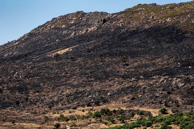 Leo Messi Donates 80,000 Euros for the Reconstruction of Madrid’s Sierra Oeste After the Wildfire View after the wildfire, on August 4, 2026, in Robledo de Chavela, Madrid, Spain. The president of the Community of Madrid, Isabel Díaz Ayuso, announced on Tuesday that soccer player Leo Messi has donated 80,000 euros for the reconstruction of the region’s Sierra Oeste following the wildfire that has scorched nearly 30,000 hectares. The Community of Madrid has launched a website to channel donations from citizens and companies for those affected by the fires that impacted 17 municipalities in the Sierra Oeste August 4, 2026 FIRE SCORCHED LAND DONATION MESSI NATURE LANDSCAPE SIERRA OESTE MADRID FIRE MADRID HECTAREBURNT TREES BURNT LAND Robledo  Copyright: xGabrixSolerax 7701737
