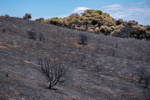 Leo Messi Donates 80,000 Euros for the Reconstruction of Madrid’s Sierra Oeste After the Wildfire View after the wildfire, on August 4, 2026, in Villa del Prado, Madrid, Spain. The president of the Community of Madrid, Isabel Díaz Ayuso, announced on Tuesday that soccer player Leo Messi has donated 80,000 euros for the reconstruction of the region’s Sierra Oeste following the wildfire that has scorched nearly 30,000 hectares. The Community of Madrid has launched a website to channel donations from citizens and companies to support those affected by the fires that impacted 17 municipalities in the Sierra Oeste August 4, 2026 FIRE SCORCHED LAND DONATION MESSI NATURE LANDSCAPE SIERRA OESTE MADRID FIRE MADRID HECTAREBURNT TREES BURNT LAND VILL  Copyright: xGabrixSolerax 7701742