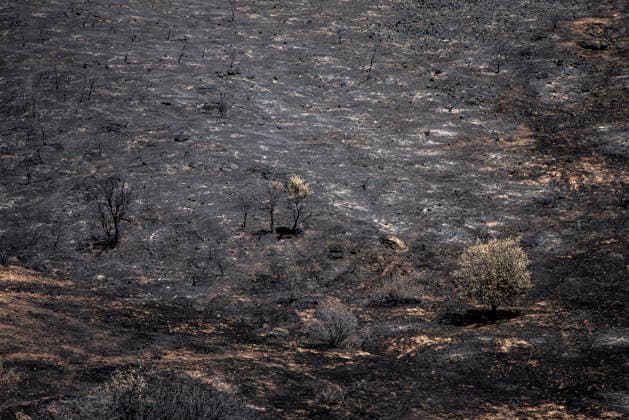 Leo Messi Donates 80,000 Euros for the Reconstruction of Madrid’s Sierra Oeste After the Wildfire View after the wildfire, on August 4, 2026, in Villa del Prado, Madrid, Spain. The president of the Community of Madrid, Isabel Díaz Ayuso, announced on Tuesday that soccer player Leo Messi has donated 80,000 euros for the reconstruction of the region’s Sierra Oeste following the wildfire that has scorched nearly 30,000 hectares. The Community of Madrid has launched a website to channel donations from citizens and companies to support those affected by the fires that impacted 17 municipalities in the Sierra Oeste August 4, 2026 FIRE SCORCHED LAND DONATION MESSI NATURE LANDSCAPE SIERRA OESTE MADRID FIRE MADRID HECTAREBURNT TREES BURNT LAND VILL  Copyright: xGabrixSolerax 7701745