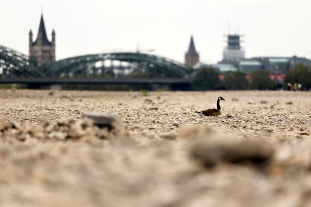 Eine Kanadagans scheint im ausgetrockneten Flussbett des Rhein auf Steinen zu schwimmen. Der Rheinpegel ist in Köln und Bonn auf einem Rekordtief. Viele Rheinwiesen sind verdorrt und versteppt und der sonst so stolze Fluss hat sich tief in sein Bett zurückgezogen, gibt den Blick auf trockene Ufer frei. Der Pegel lag am Wochenende mit 67 cm so tief wie noch nie seit der Messung. (Themenbild, Symbolbild) Köln, 29.07.2026 NRW Deutschland *** A Canada goose appears to be swimming on rocks in the dried-up riverbed of the Rhine. The Rhine’s water level in Cologne and Bonn is at a record low. Many of the Rhine’s floodplains have withered and turned into scrubland, and the river—usually so mighty—has retreated deep into its bed, revealing dry Copyright: xChristophxHardtx