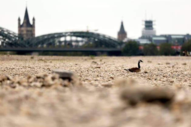 Eine Kanadagans scheint im ausgetrockneten Flussbett des Rhein auf Steinen zu schwimmen. Der Rheinpegel ist in Köln und Bonn auf einem Rekordtief. Viele Rheinwiesen sind verdorrt und versteppt und der sonst so stolze Fluss hat sich tief in sein Bett zurückgezogen, gibt den Blick auf trockene Ufer frei. Der Pegel lag am Wochenende mit 67 cm so tief wie noch nie seit der Messung. (Themenbild, Symbolbild) Köln, 29.07.2026 NRW Deutschland *** A Canada goose appears to be swimming on rocks in the dried-up riverbed of the Rhine. The Rhine’s water level in Cologne and Bonn is at a record low. Many of the Rhine’s floodplains have withered and turned into scrubland, and the river—usually so mighty—has retreated deep into its bed, revealing dry Copyright: xChristophxHardtx