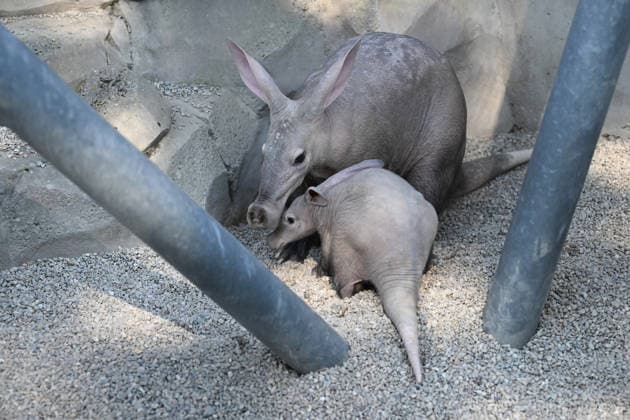 The Olomouc Zoo introduced a Aardvark baby, a species rarely bred in captivity, on August 5, 2026, in Olomouc, Czech Republic. The Olomouc Zoo has been breeding Aardvarks since 2017. The first cub was born there in March 2020, and the zoo has successfully raised three cubs to date. (CTKxPhoto LudekxPerina) CTKPhotoP2026080503546  CTKPhotoP2026080503546