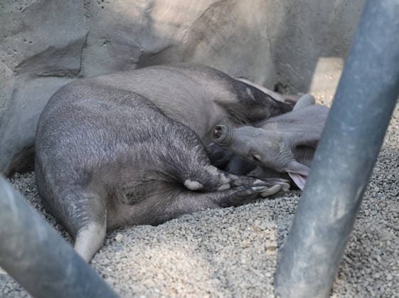 The Olomouc Zoo introduced a Aardvark baby, a species rarely bred in captivity, on August 5, 2026, in Olomouc, Czech Republic. The Olomouc Zoo has been breeding Aardvarks since 2017. The first cub was born there in March 2020, and the zoo has successfully raised three cubs to date. (CTKxPhoto LudekxPerina) CTKPhotoP2026080503553  CTKPhotoP2026080503553
