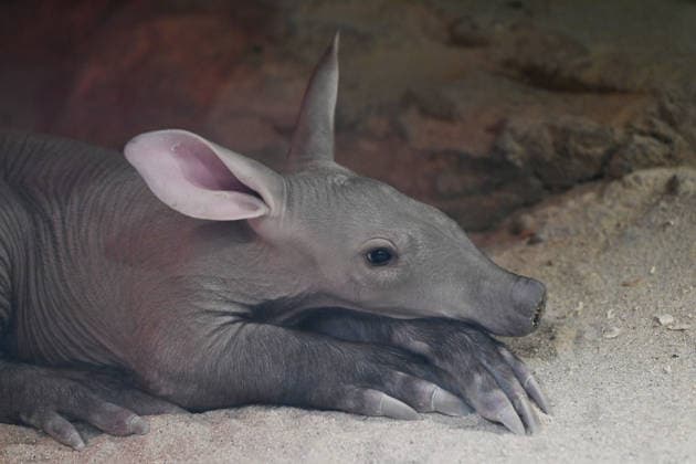 The Olomouc Zoo introduced a Aardvark baby, a species rarely bred in captivity, on August 5, 2026, in Olomouc, Czech Republic. The Olomouc Zoo has been breeding Aardvarks since 2017. The first cub was born there in March 2020, and the zoo has successfully raised three cubs to date. (CTKxPhoto LudekxPerina) CTKPhotoP2026080503588  CTKPhotoP2026080503588