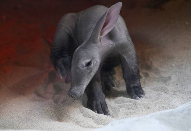 The Olomouc Zoo introduced a Aardvark baby, a species rarely bred in captivity, on August 5, 2026, in Olomouc, Czech Republic. The Olomouc Zoo has been breeding Aardvarks since 2017. The first cub was born there in March 2020, and the zoo has successfully raised three cubs to date. (CTKxPhoto LudekxPerina) CTKPhotoP2026080503628  CTKPhotoP2026080503628