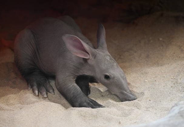 The Olomouc Zoo introduced a Aardvark baby, a species rarely bred in captivity, on August 5, 2026, in Olomouc, Czech Republic. The Olomouc Zoo has been breeding Aardvarks since 2017. The first cub was born there in March 2020, and the zoo has successfully raised three cubs to date. (CTKxPhoto LudekxPerina) CTKPhotoP2026080503630  CTKPhotoP2026080503630
