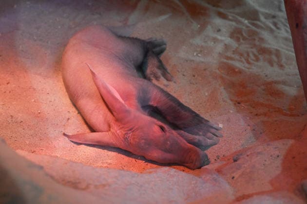 The Olomouc Zoo introduced a Aardvark baby, a species rarely bred in captivity, on August 5, 2026, in Olomouc, Czech Republic. The Olomouc Zoo has been breeding Aardvarks since 2017. The first cub was born there in March 2020, and the zoo has successfully raised three cubs to date. (CTKxPhoto LudekxPerina) CTKPhotoP2026080503652  CTKPhotoP2026080503652