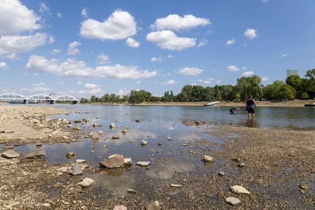 Extremes Niedrigwasser am Rhein in Mannheim und Ludwigshafen. Hier lag der Pegelstand zum Zeitpunkt der Aufnahme bei 85 cm. Das Bild wurde auf der Parkinsel Ludwigshafen aufgenommen *** Extremely low water levels on the Rhine in Mannheim and Ludwigshafen. At the time the photo was taken, the water level here was 85 cm. The photo was taken on Parkinsel in Ludwigshafen. Copyright: xUdoxHerrmannx
